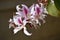 Bauhinia variegata. Pink and purple orchid tree flower close-up