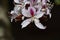 Bauhinia variegata. Pink and white orchid tree flower close-up