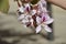 Bauhinia variegata. Pink and white orchid tree flowers