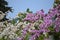 Bauhinia variegata. Pink and white orchid tree flowers on branches