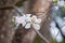 Bauhinia variegata white flower in Thailand.