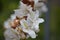 Bauhinia variegata. White orchid tree flowers branch