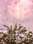 bauhinia variegate plant bloom flower with sky background