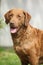 Bautiful Chesapeake bay retriever looking at you