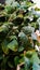 Bautiful green leaf free photo