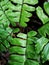Bautiful Green leaf texture, leaf texture background.