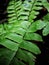Bautiful Green leaf texture, leaf texture background.