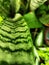 Bautiful green Sansevieria zeylanica