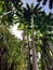 Bautiful landscape of Barbados with palm trees, Caribbean