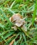 Bautiful little Roman snail crawling on the grass