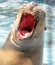 Bautiful sea lion