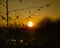 Bautiful Sunset view of Bangladesh