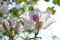 Bautiful white flower,Bauhinia variegata,Orchid tree,Camel's Foo