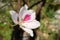 Bautiful white flower,Bauhinia variegata,Orchid tree,Camel's Foo