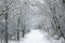 Bavaria, solitary winter path under snowfall