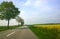 Bavaria - springtime, country road among fields with trees and y