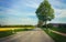 Bavaria - springtime, road among fields with barn, tree and yell