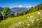 Bavarian Alps with beautiful flowers and Watzmann in springtime, Bavaria, Germany