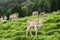 Bavarian Alps Deers
