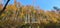 Bavarian Forest in autumn with Birch-Trees