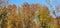 Bavarian Forest in autumn with Birch-Trees