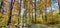 Bavarian Forest in autumn with Birch-Trees