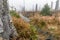 Bavarian Forest and the wooden pavements above the peat. Autumn forest in Bavarian forest national park, Germany.