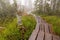 Bavarian Forest and the wooden pavements above the peat. Autumn forest in Bavarian forest national park, Germany.