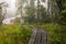 Bavarian Forest and the wooden pavements above the peat. Autumn forest in Bavarian forest national park, Germany.