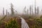 Bavarian Forest and the wooden pavements above the peat. Autumn forest in Bavarian forest national park, Germany.