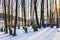 Bavarian Jewish Forest Graveyard