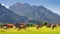 Bavarian landscape - view of grazing cows on the background of the Alpine mountains and Neuschwanstein Castle