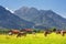 Bavarian landscape - view of grazing cows on the background of the Alpine mountains and Neuschwanstein Castle