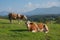 Bavarian milkers, alpine pasture