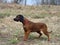 Bavarian Mountain Hound