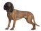 Bavarian Mountain Hound, 3 years old, standing