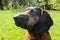 Bavarian mountain hound Bayrischer, Scenthound portrait