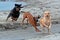 A Bavarian mountain hound, Labrador and a Rottweiler play