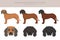 Bavarian mountain scent hound clipart. Different coat colors and poses set