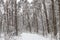 Bavarian winter landscape,forest with snow