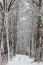 Bavarian winter landscape,forest with snow