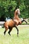 Bay akhal-teke horse rearing