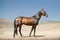 Bay akhal-teke stallion in desert