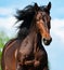 Bay andalusian stallion in motion