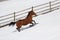 Bay appendix quarter horse running in the snow.