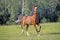 Bay Arabian Colt cantering in meadow