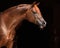 Bay arabian horse portrait in dark background
