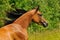 Bay arabian horse portrait in gallop