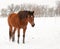 Bay Arabian mare standing in snow,