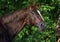 Bay arabian racehorse portrait in nature background